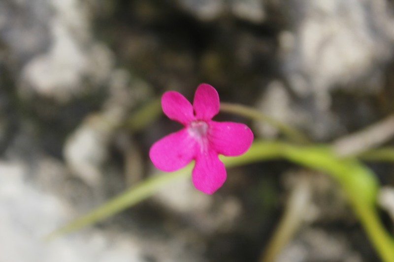 Pinguicula calderoniae photo 6