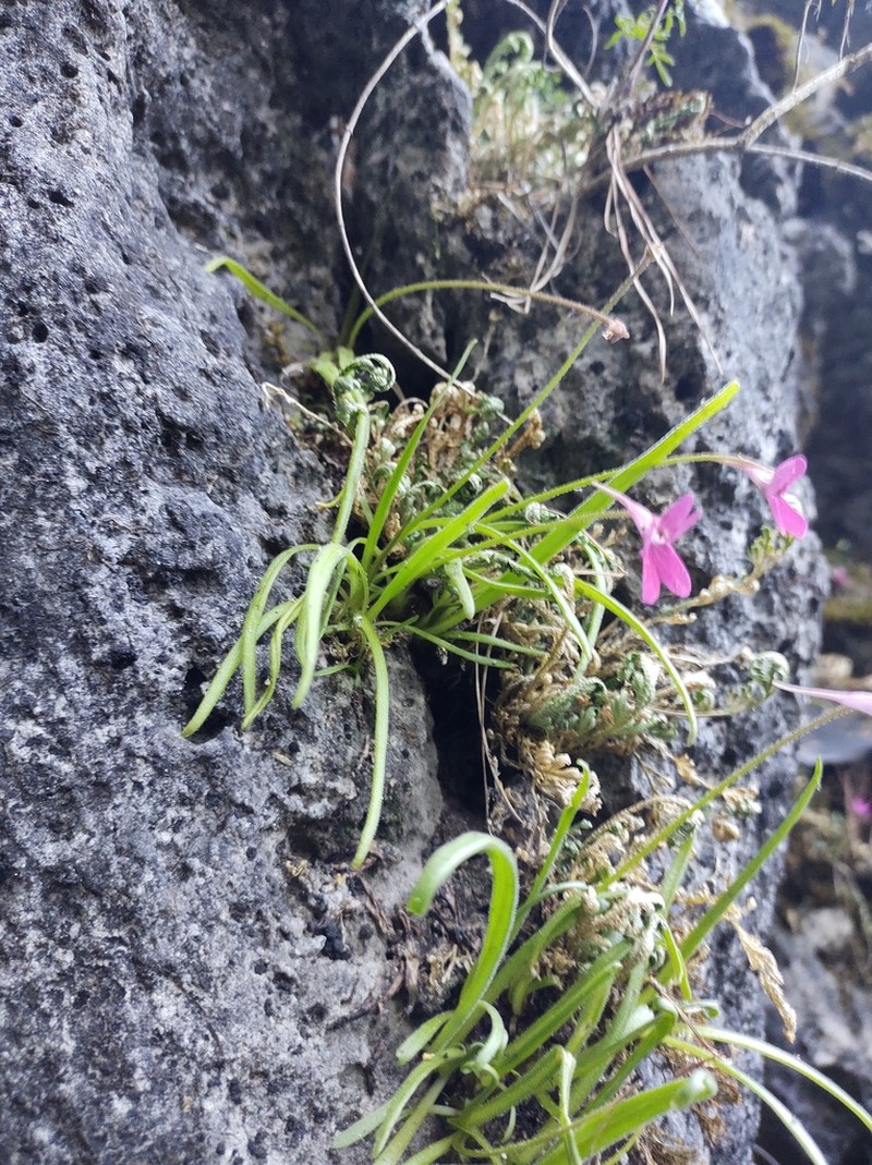 Pinguicula calderoniae photo 7