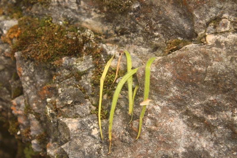 Pinguicula calderoniae photo 8