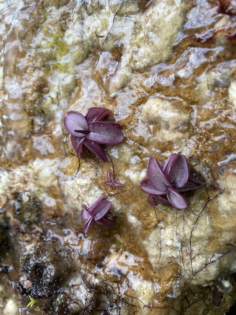 Pinguicula calyptrata