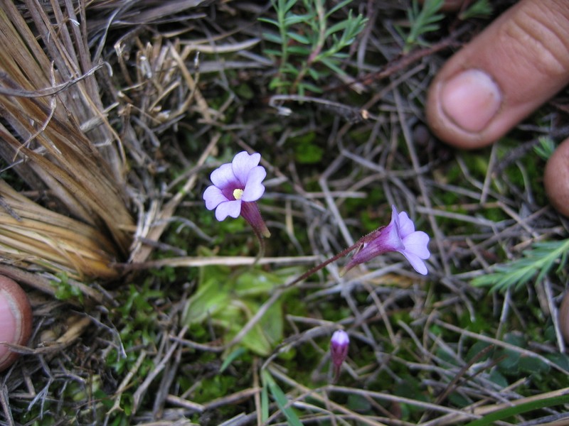 Pinguicula calyptrata photo 2