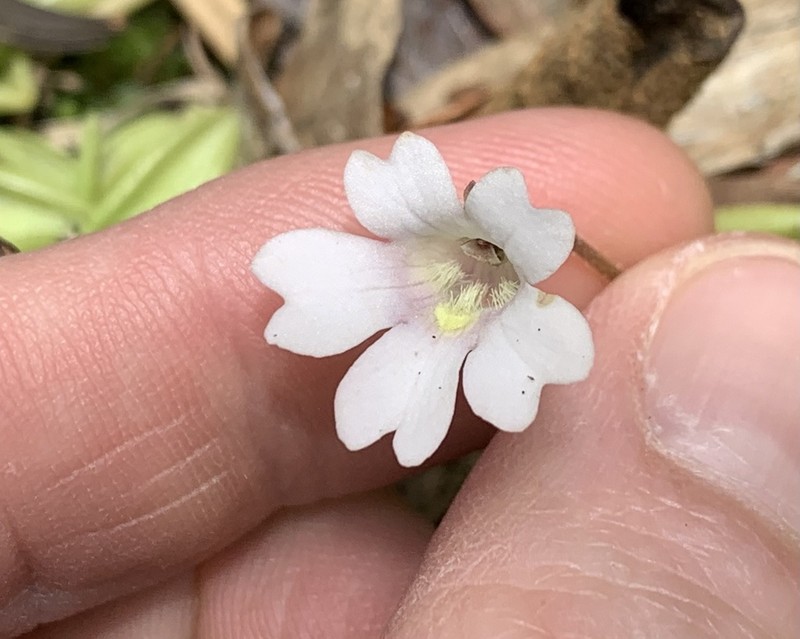 Pinguicula calyptrata photo 3