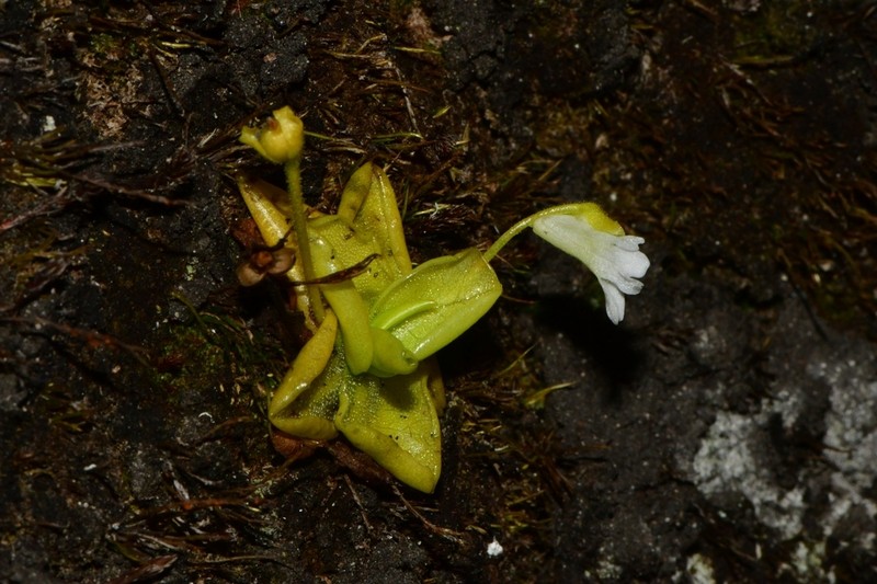 Pinguicula calyptrata photo 4