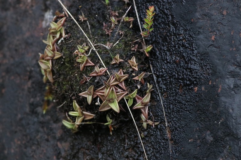 Pinguicula calyptrata photo 5