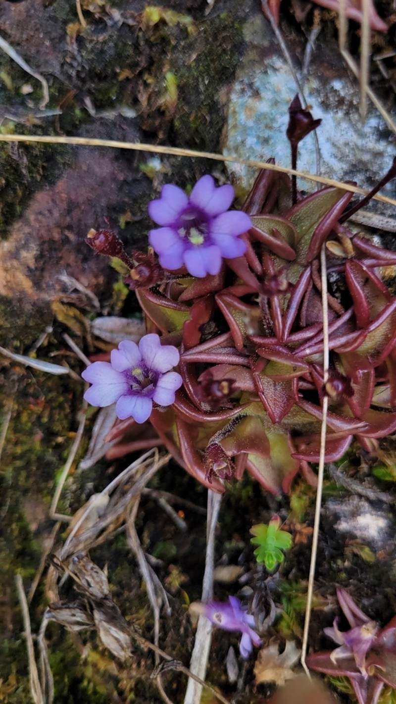 Pinguicula calyptrata photo 6