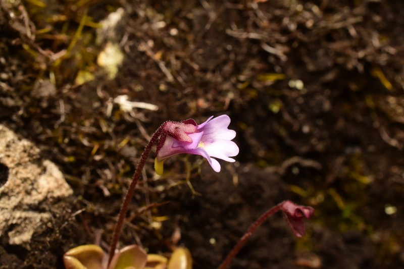 Pinguicula calyptrata photo 7