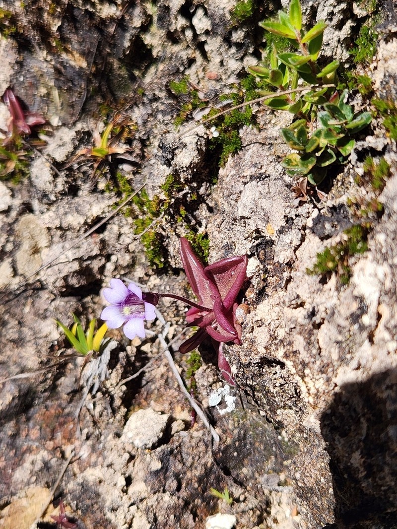 Pinguicula calyptrata photo 8