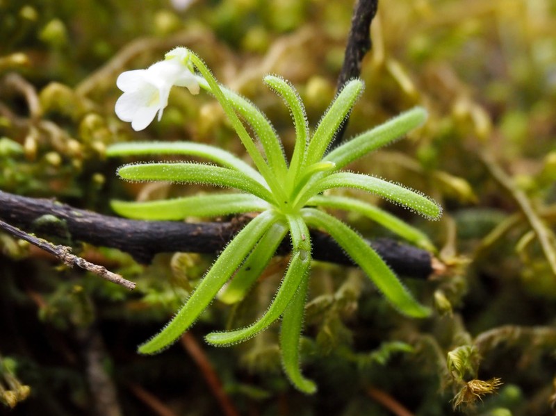Pinguicula casabitoana