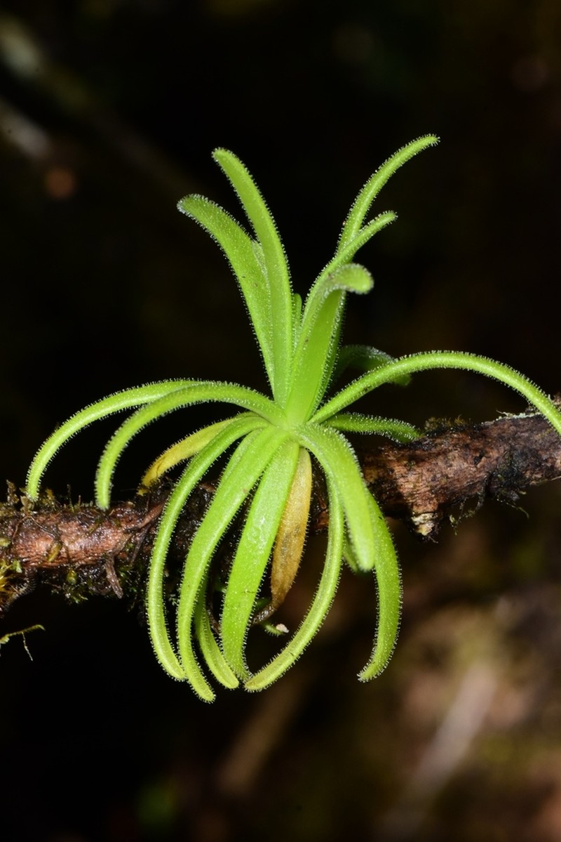 Pinguicula casabitoana photo 3