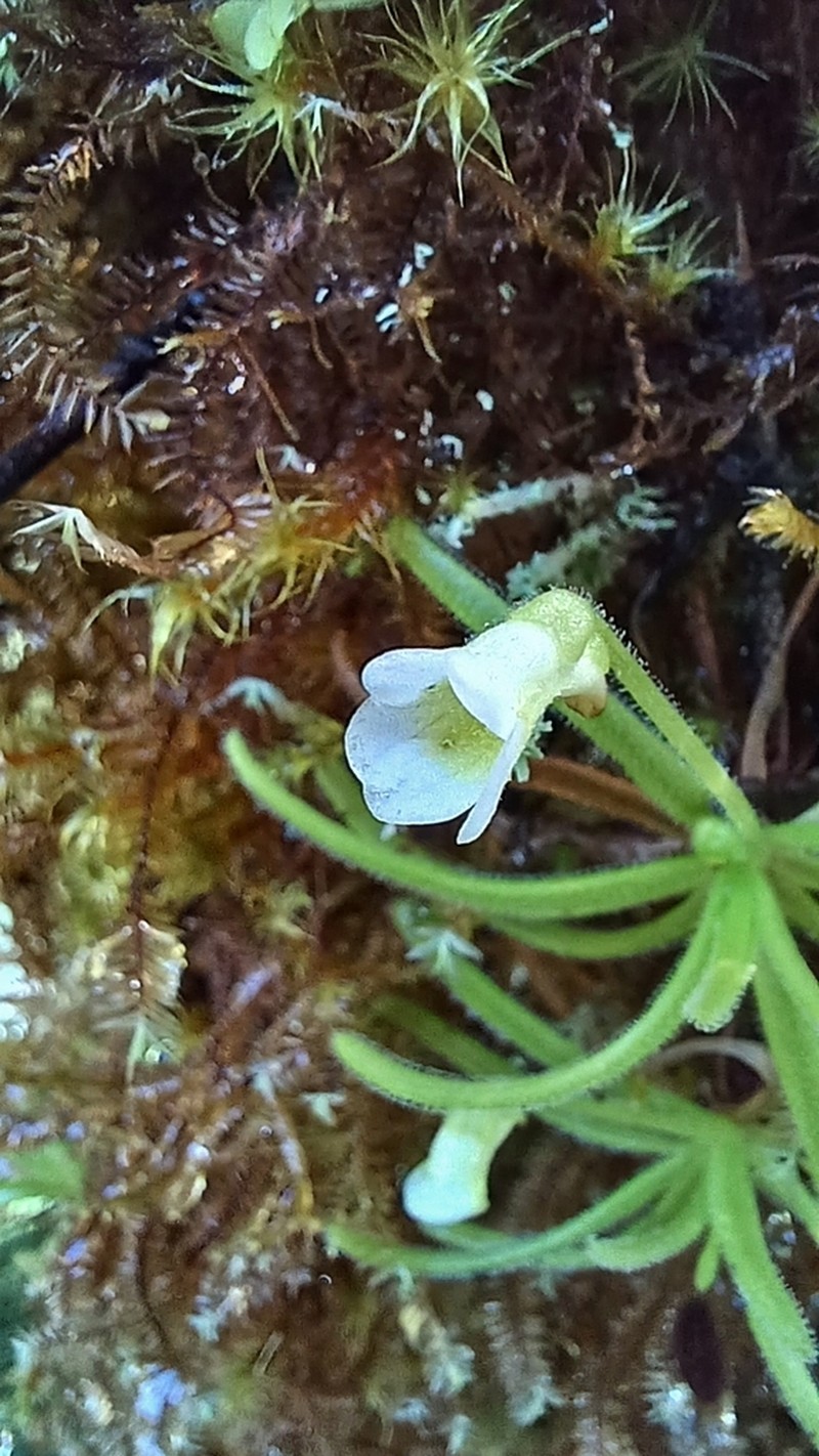 Pinguicula casabitoana photo 4