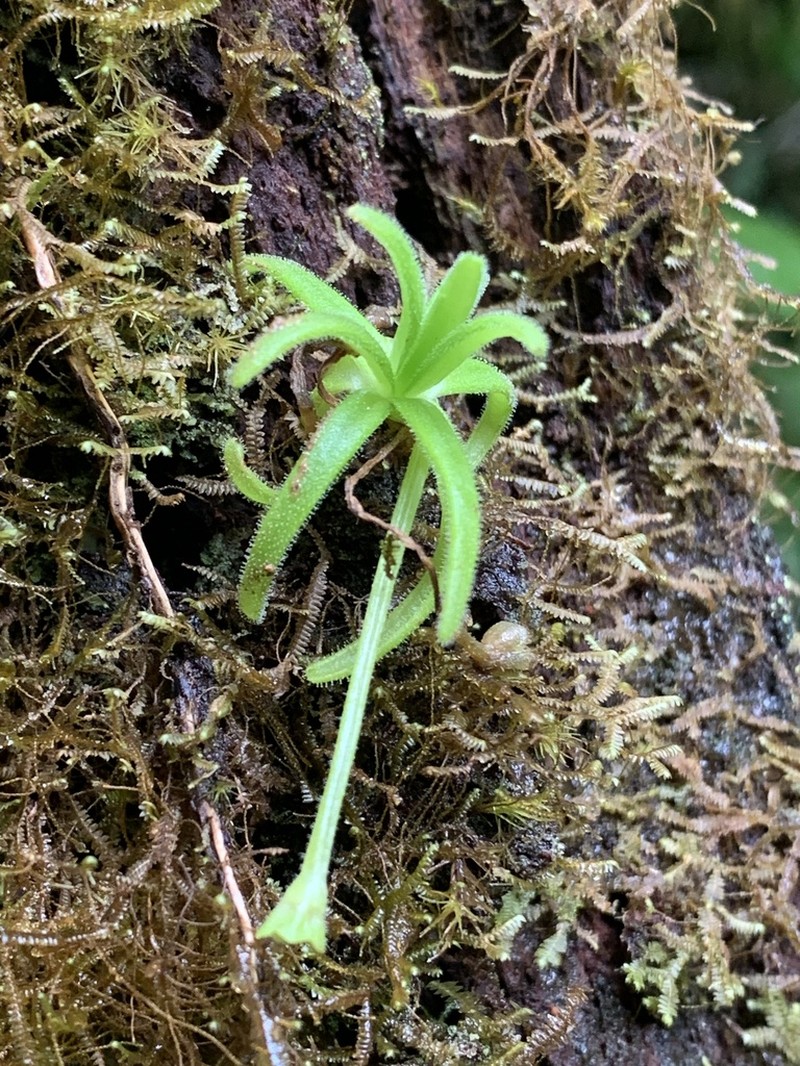 Pinguicula casabitoana photo 5