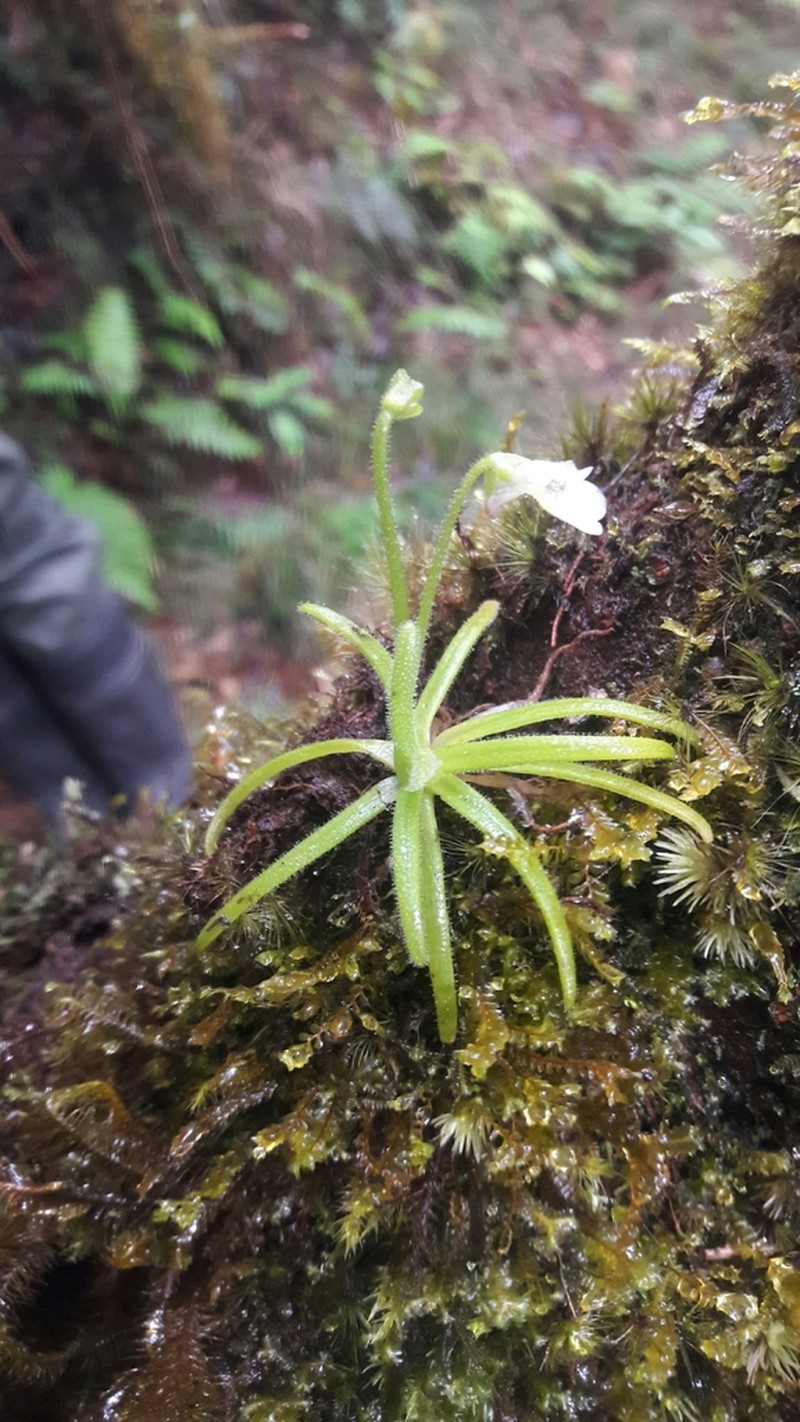 Pinguicula casabitoana photo 7