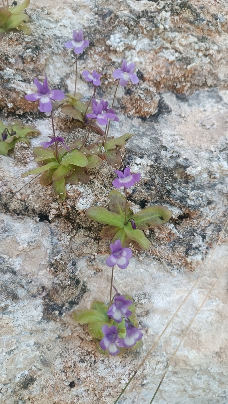 Pinguicula casperiana