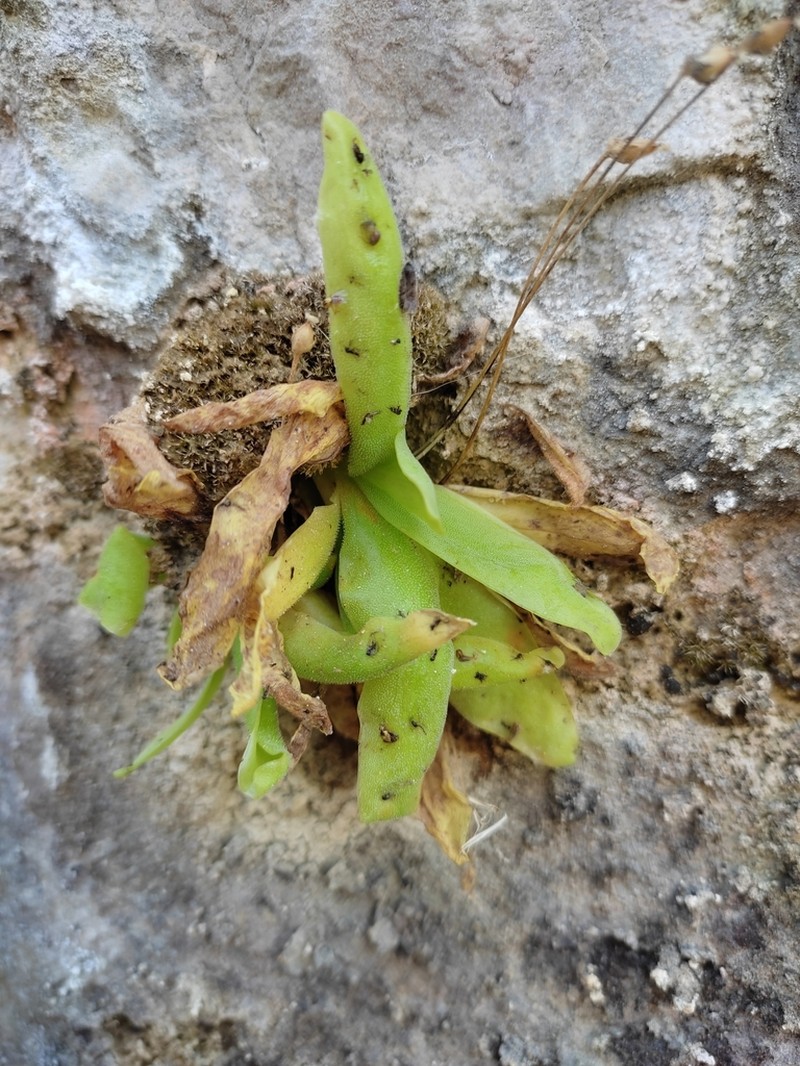 Pinguicula casperiana photo 2
