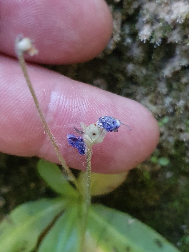 Pinguicula casperiana photo 3