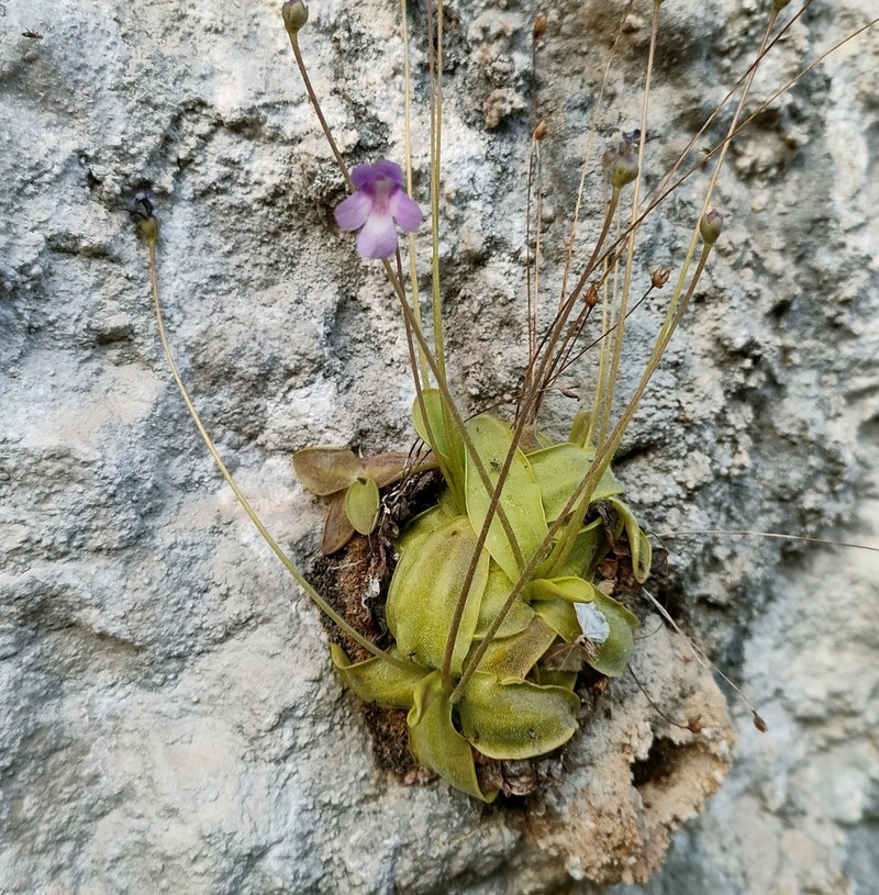 Pinguicula casperiana photo 5