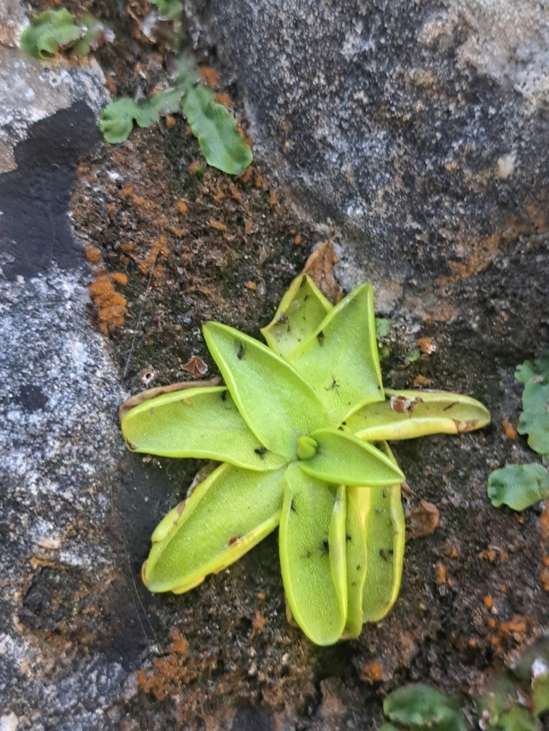 Pinguicula casperiana photo 6