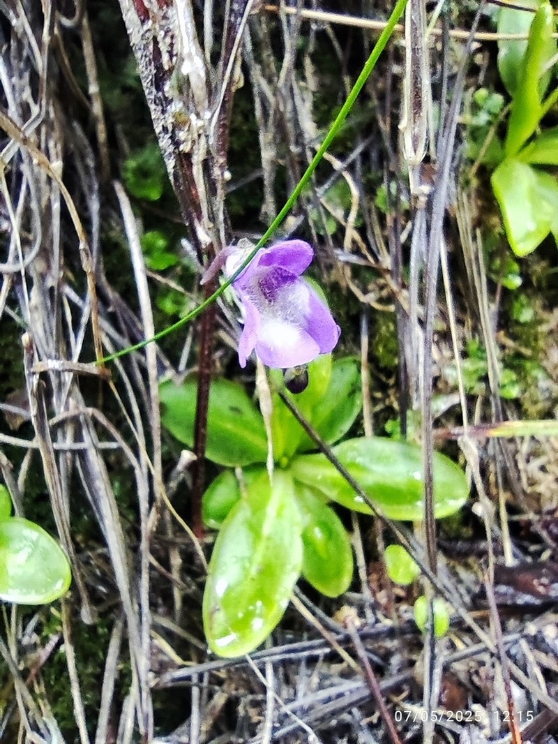Pinguicula casperiana photo 7