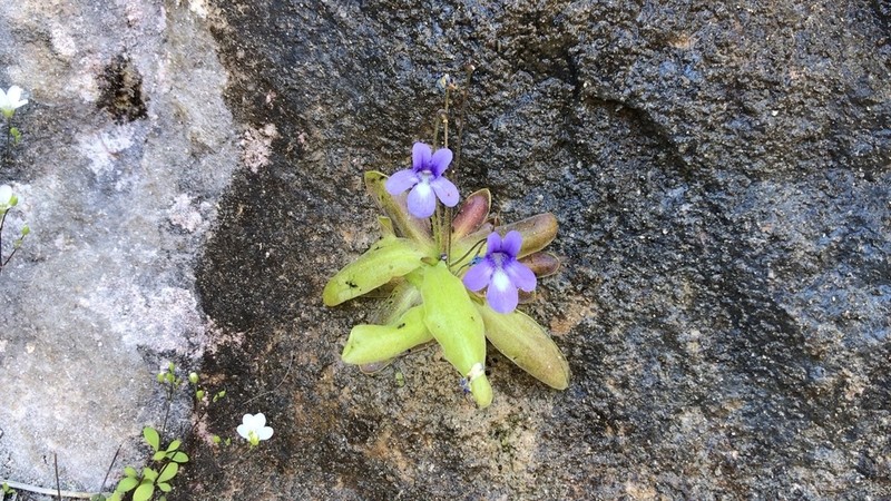 Pinguicula casperiana photo 8