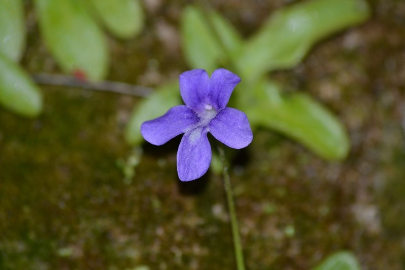 Pinguicula caussensis