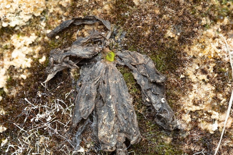 Pinguicula caussensis photo 2