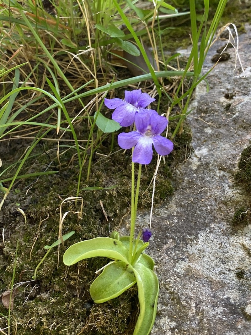 Pinguicula caussensis photo 3
