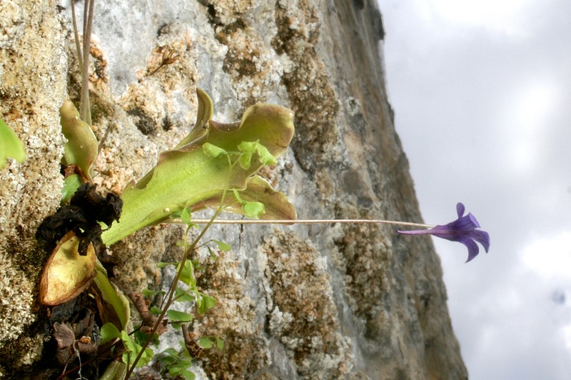 Pinguicula caussensis photo 4