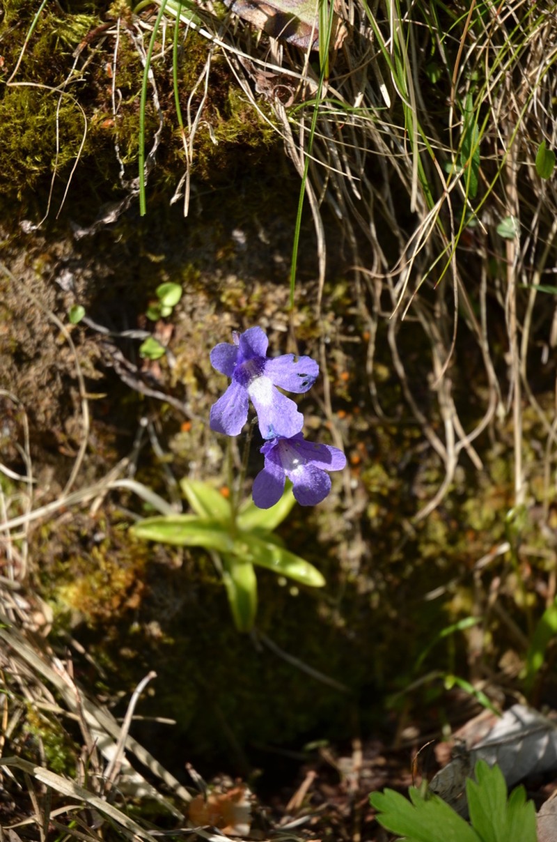 Pinguicula caussensis photo 5