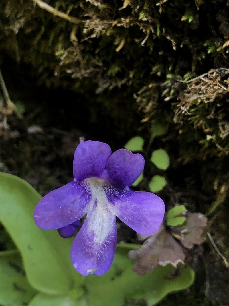 Pinguicula caussensis photo 6