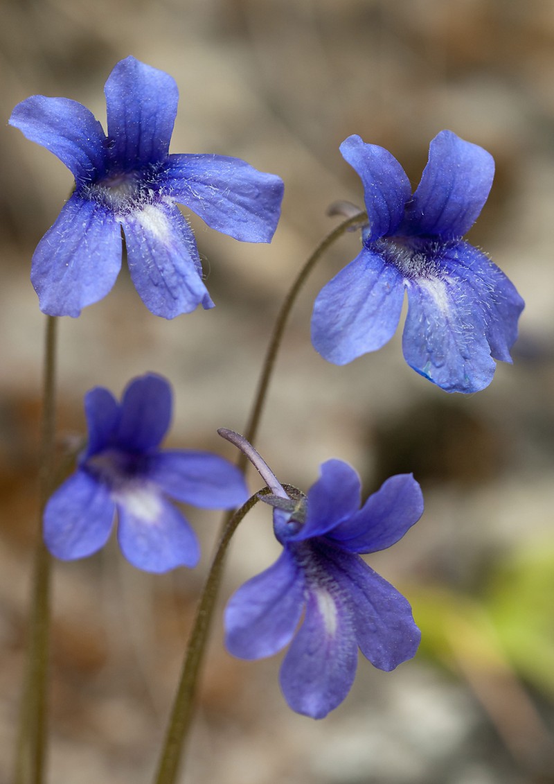 Pinguicula caussensis photo 7