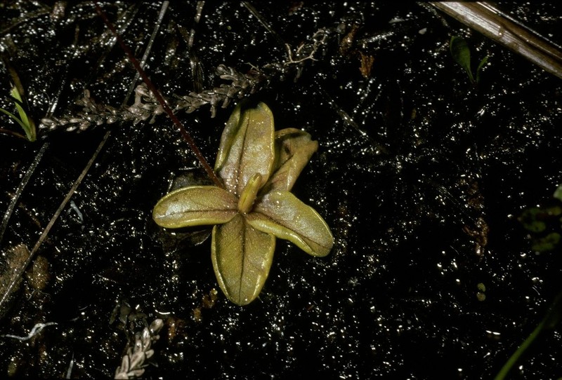 Pinguicula chilensis photo 2