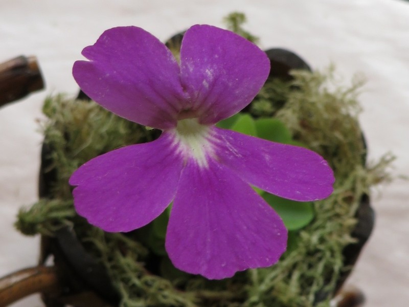 Pinguicula chilensis