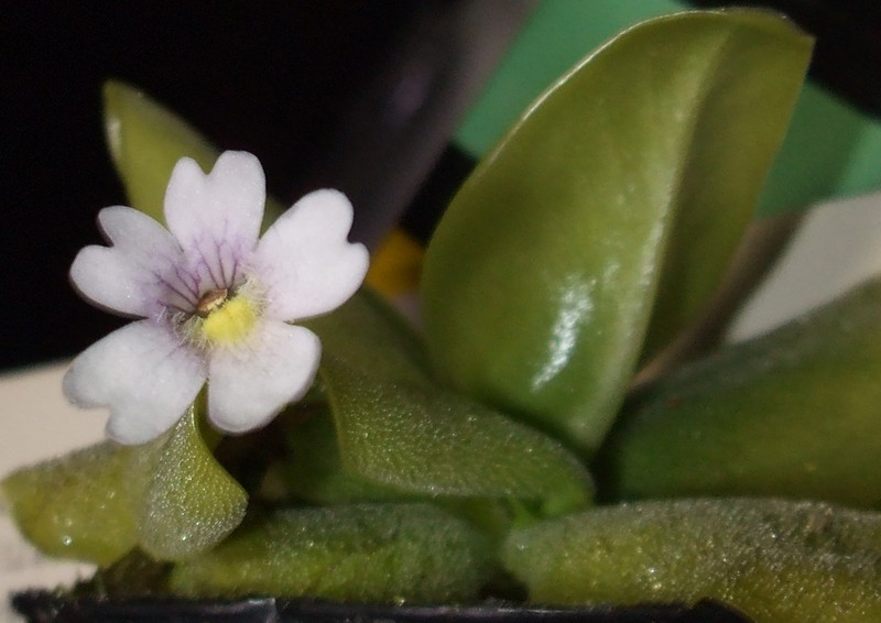 Pinguicula chilensis photo 3