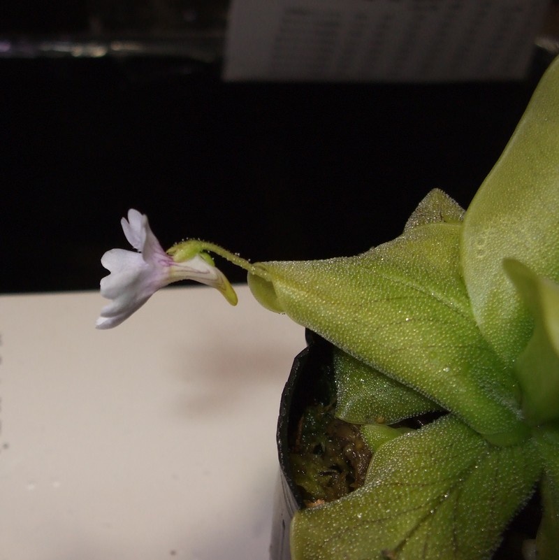 Pinguicula chilensis photo 4