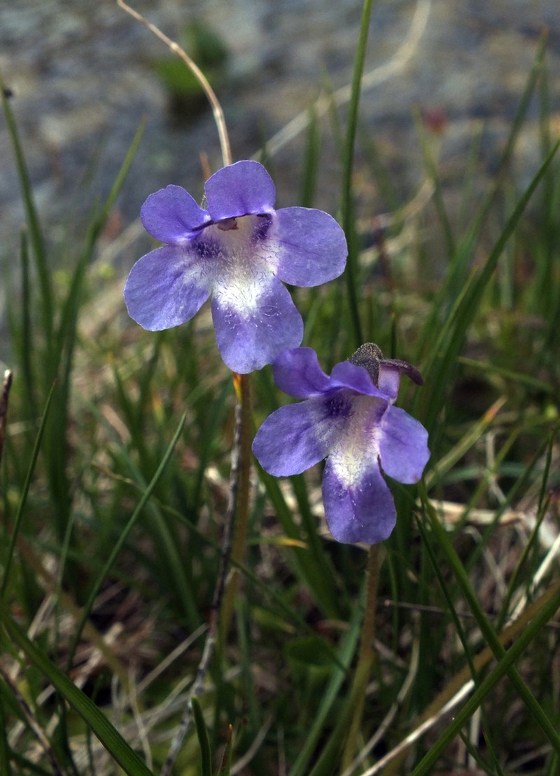 Pinguicula christinae