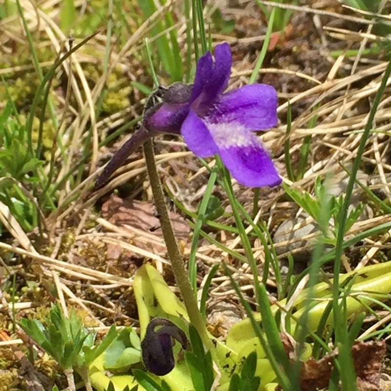 Pinguicula christinae photo 3