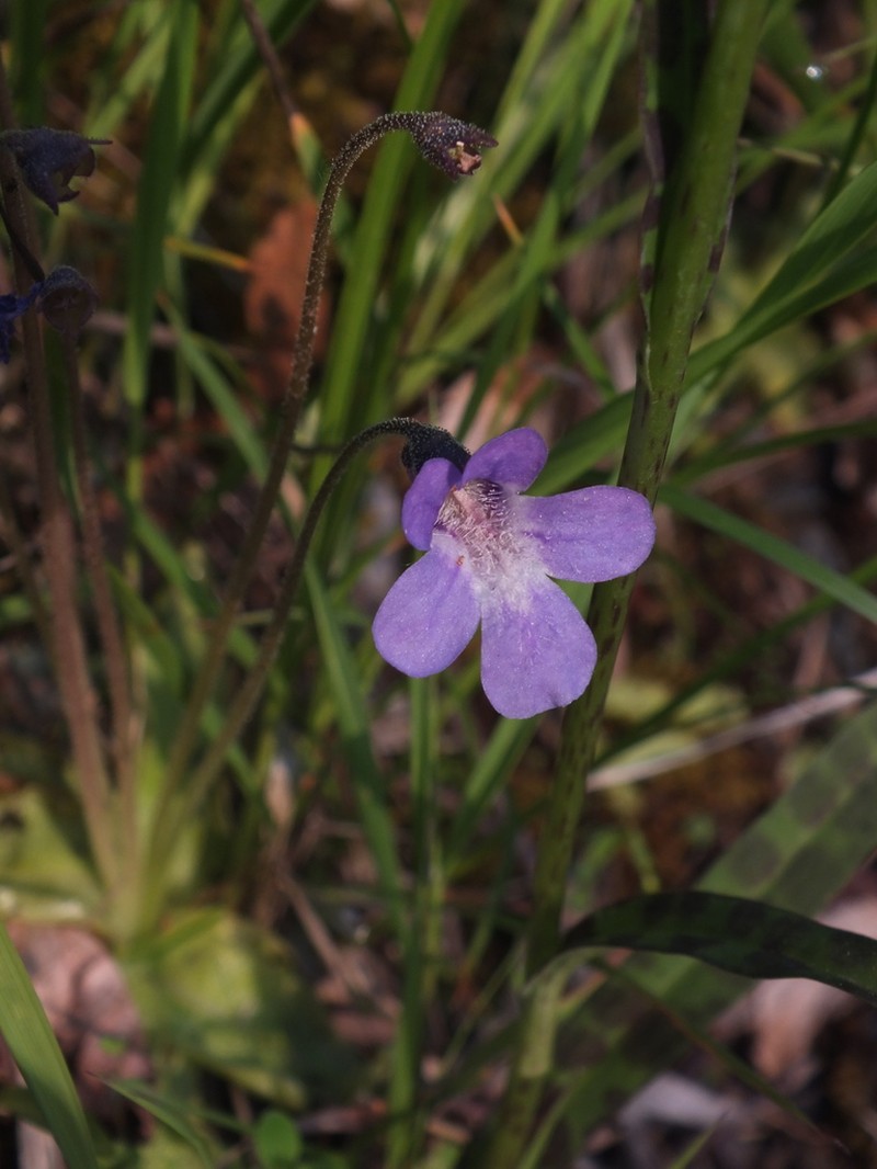 Pinguicula christinae photo 4