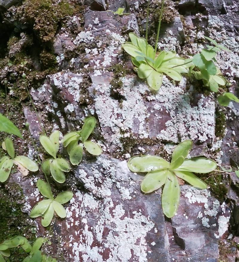 Pinguicula christinae photo 8