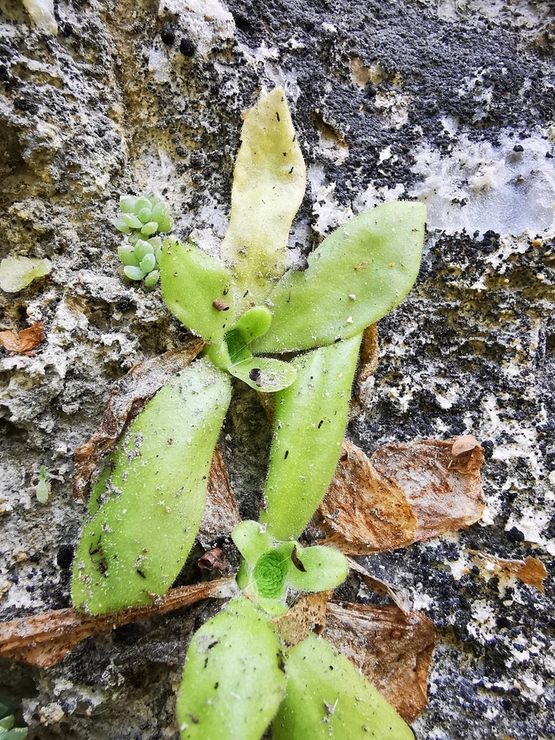 Pinguicula colimensis