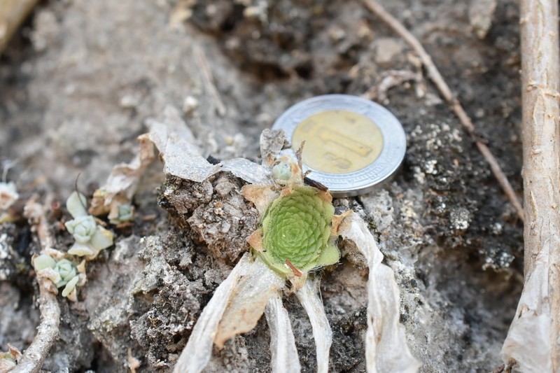 Pinguicula colimensis photo 2