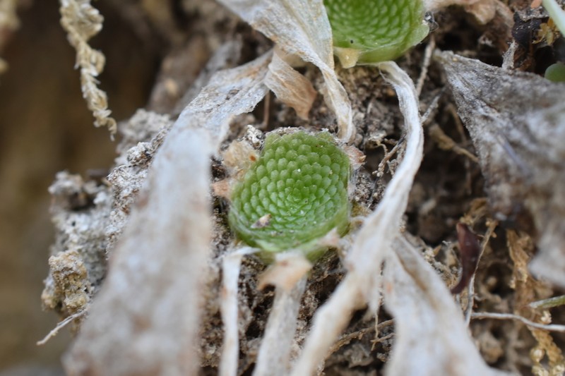 Pinguicula colimensis photo 3