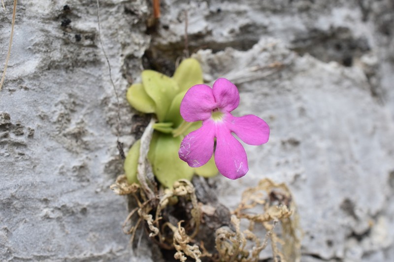 Pinguicula colimensis photo 4