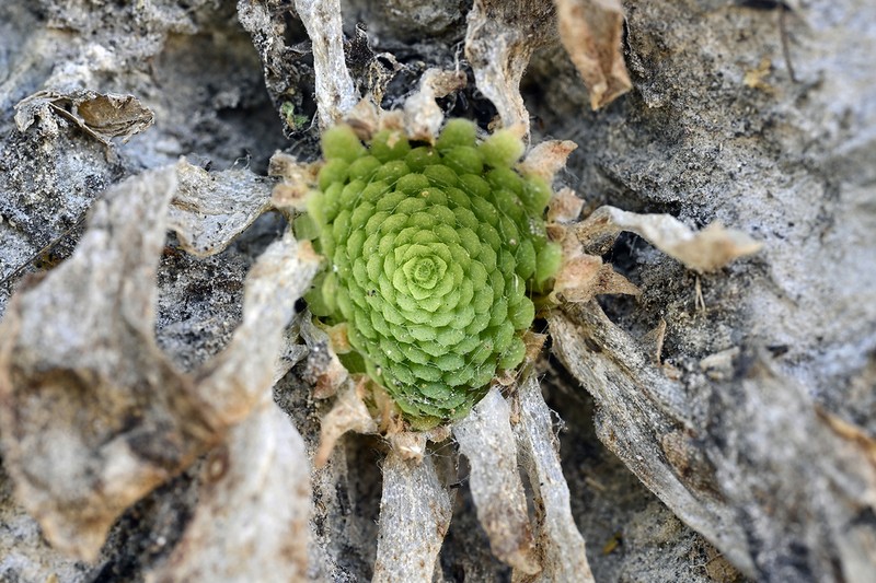 Pinguicula colimensis photo 5