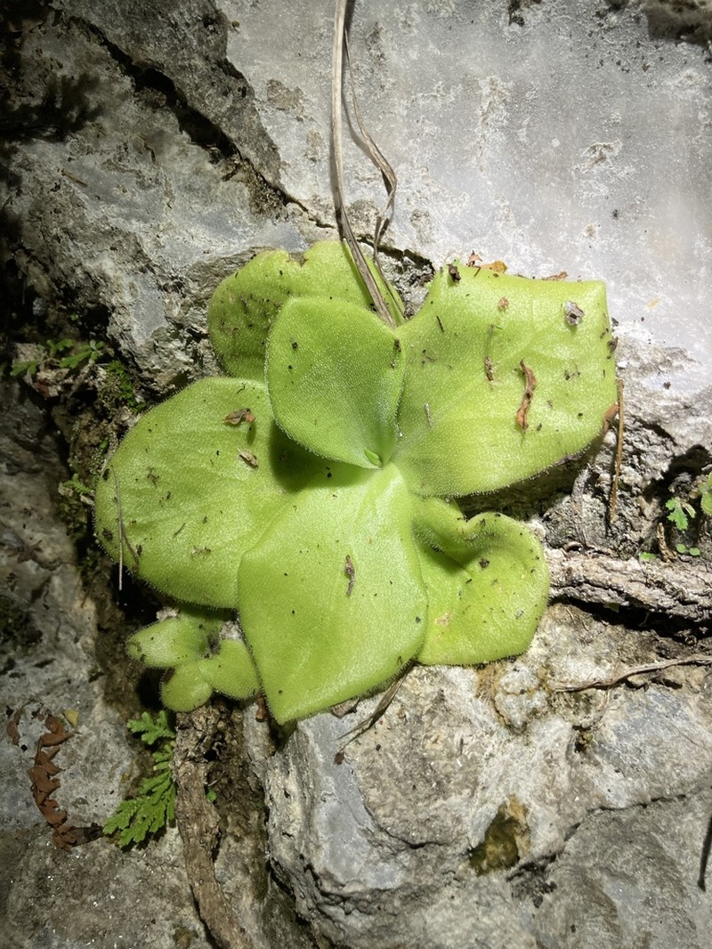 Pinguicula colimensis photo 6