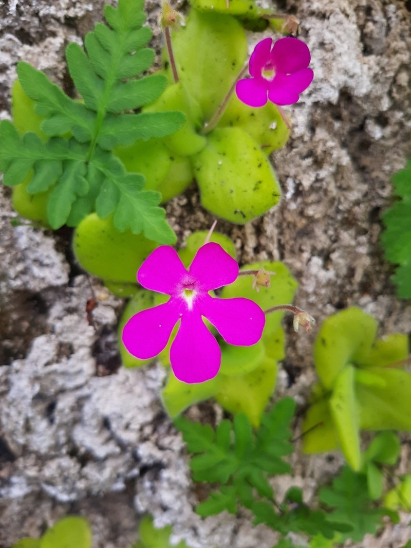 Pinguicula colimensis photo 7