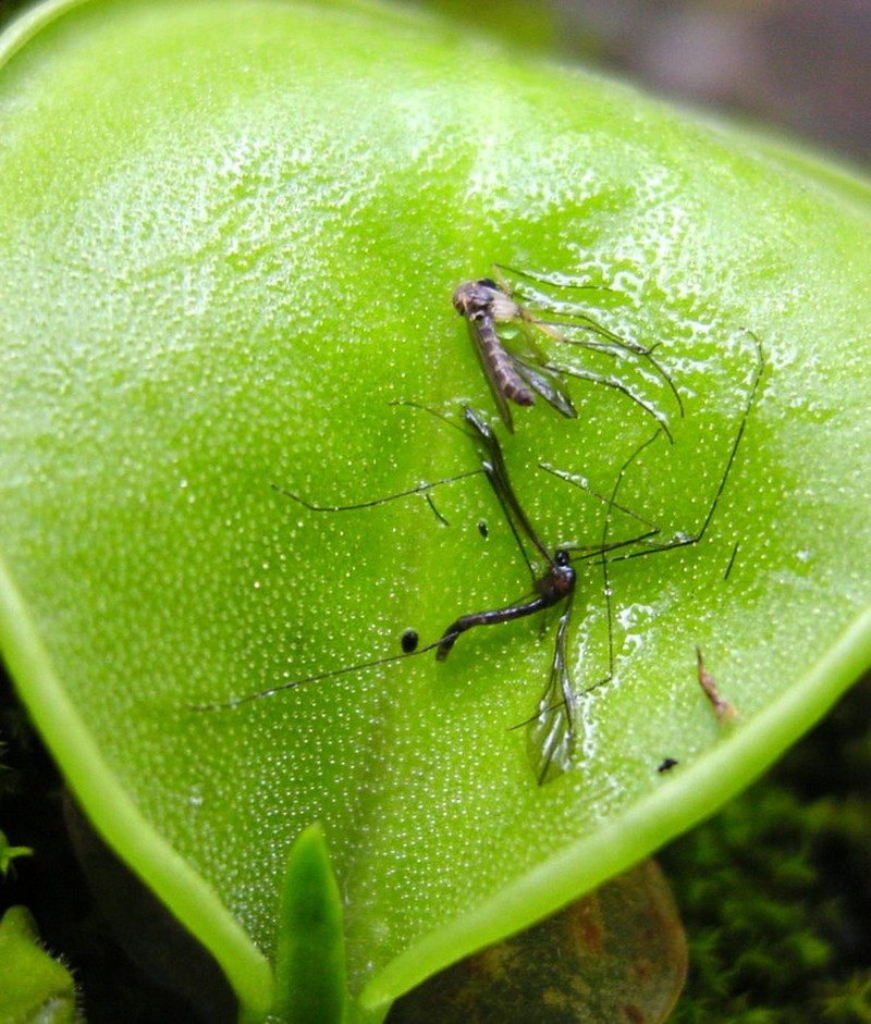 Pinguicula conzattii