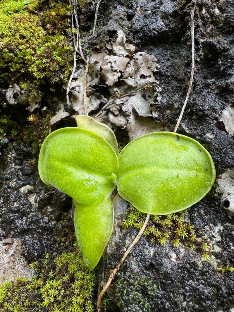 Pinguicula conzattii photo 3