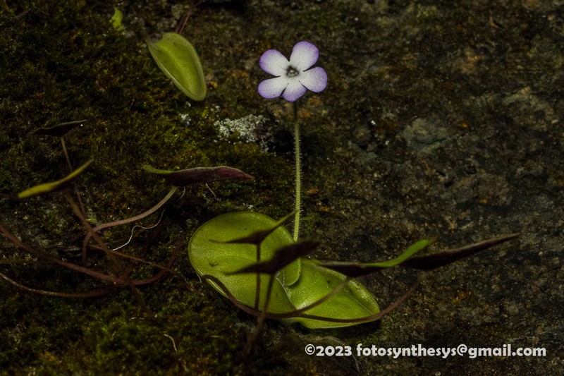 Pinguicula conzattii photo 4