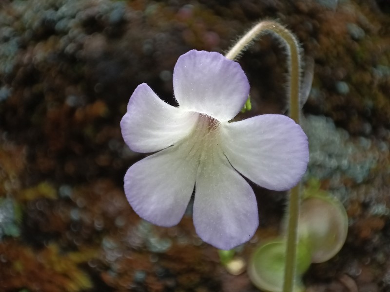 Pinguicula conzattii photo 5
