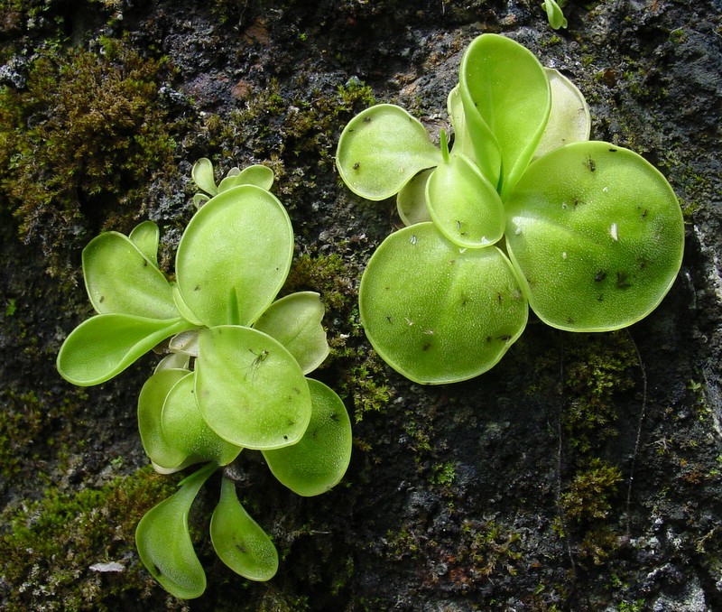 Pinguicula conzattii photo 6